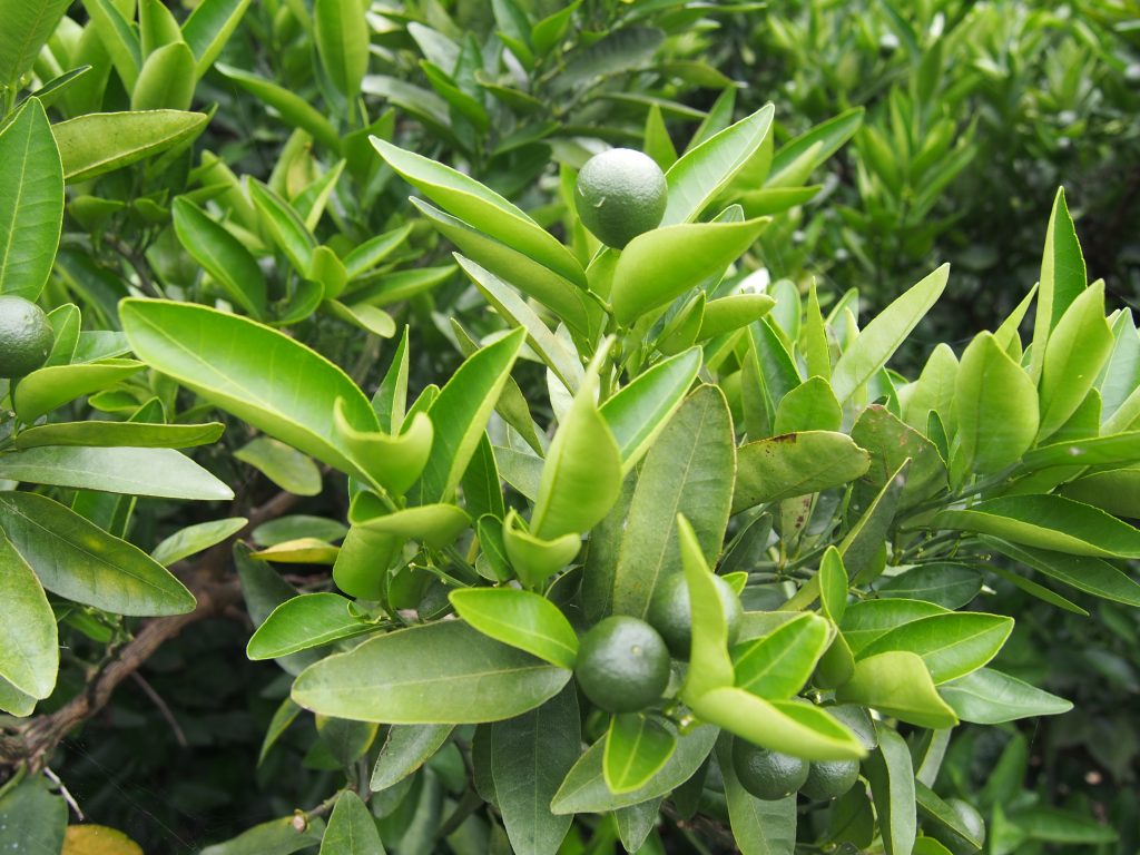 みかんの実が成りはじめました 無茶々園 ジュース 柑橘 海産物 有機栽培 みかん 愛媛県 西予市